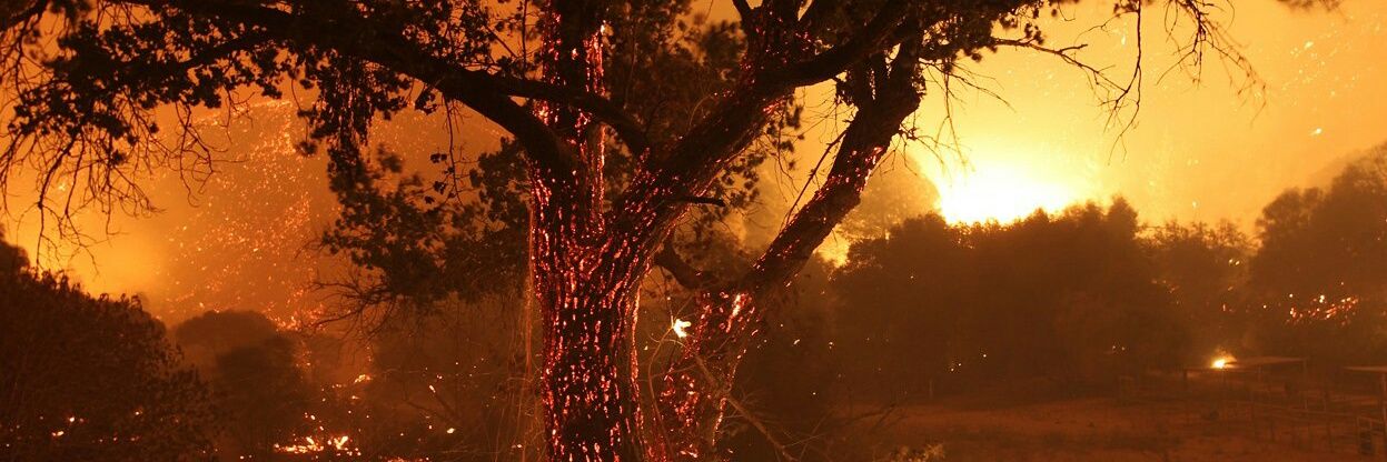Cobalorum's profile banner image