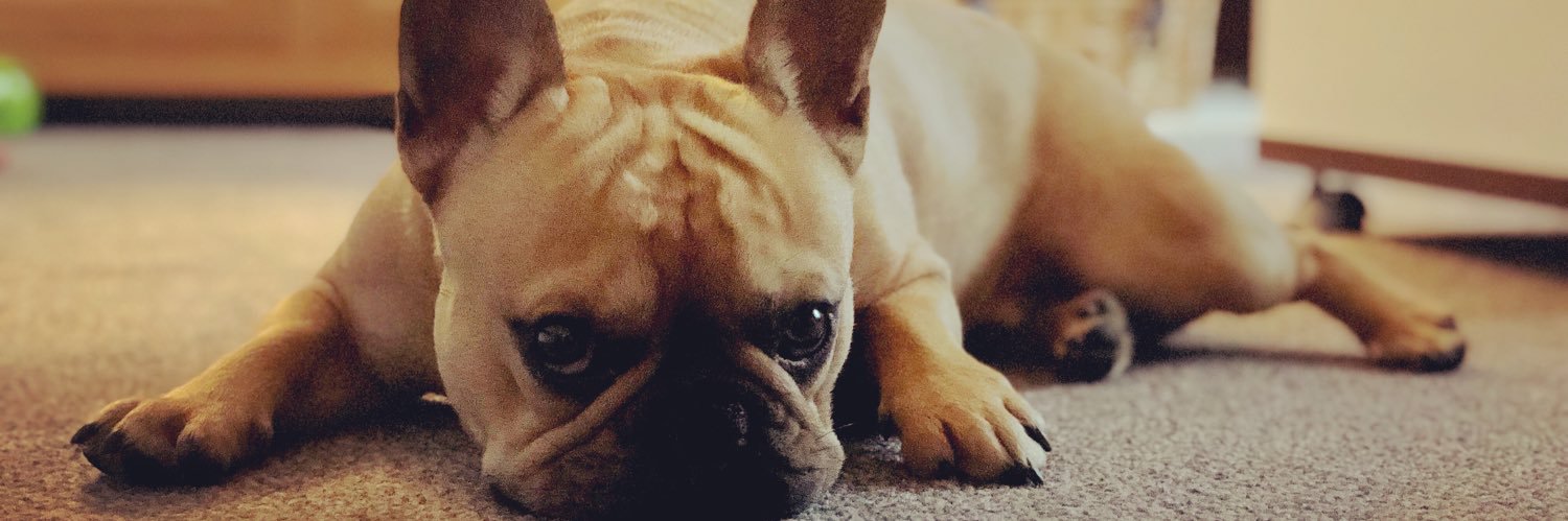 zoeboucher_'s profile banner image