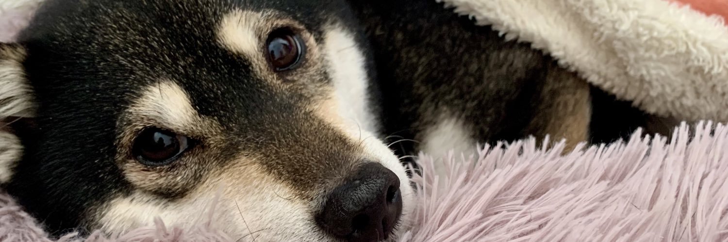 haru20140101's profile banner image