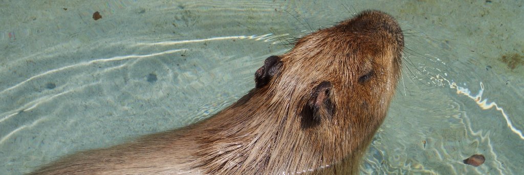 misa（くるりんぱP） banner