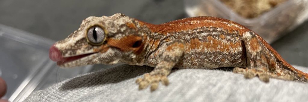 iamowata's profile banner image