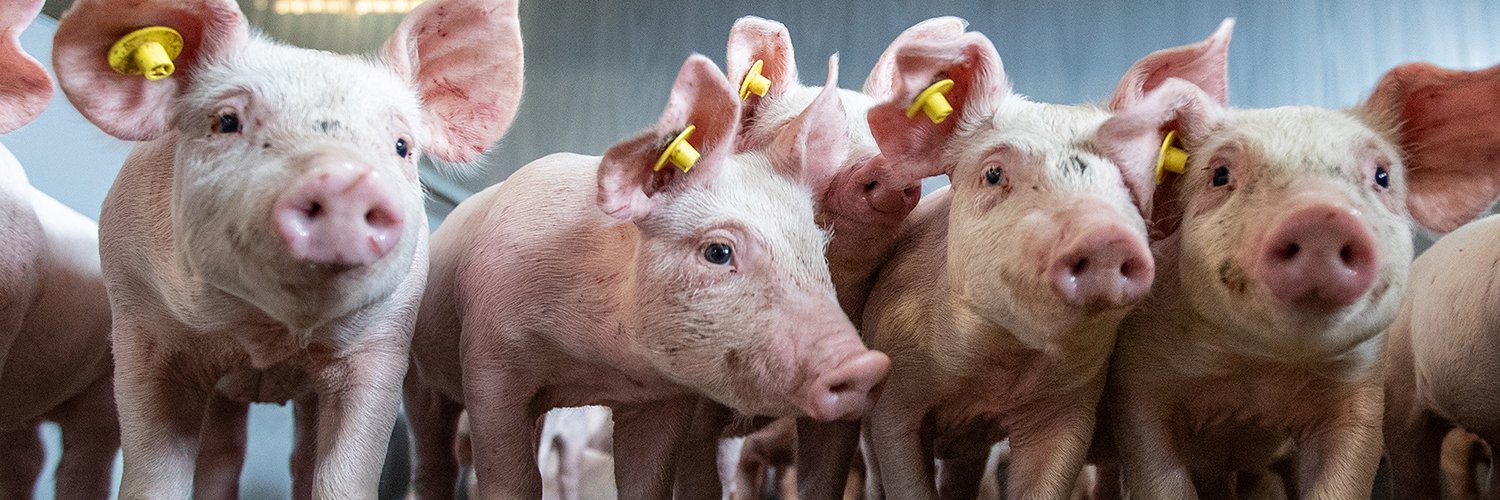 PigProgress.net banner