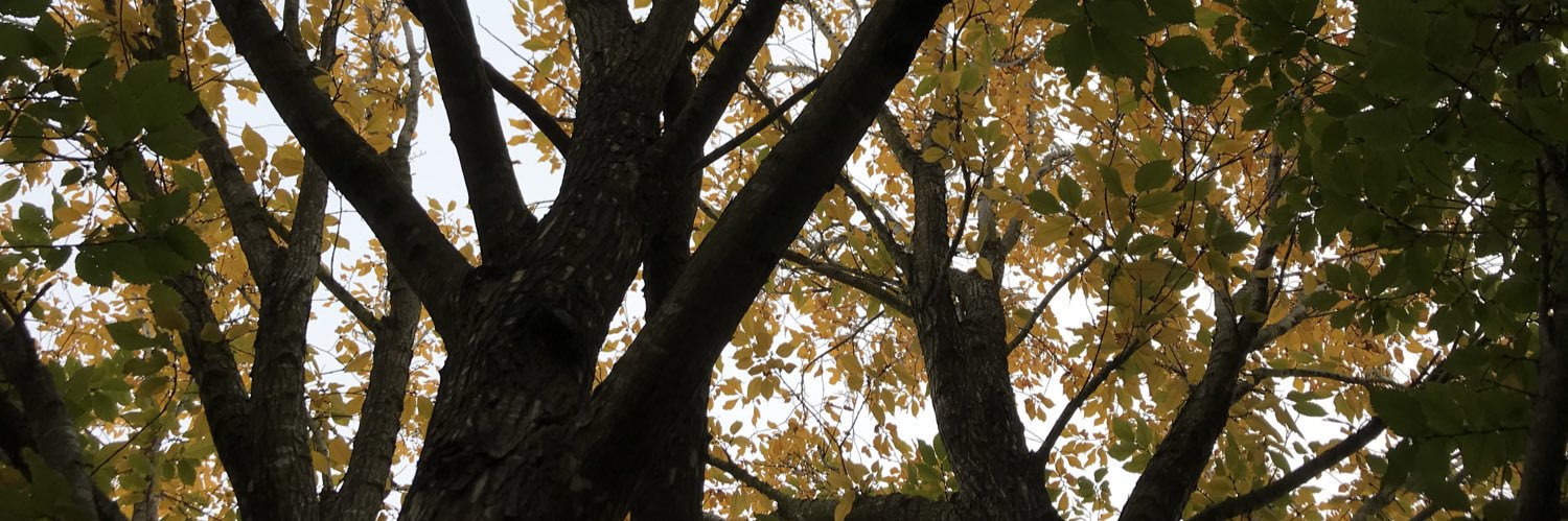 Aurora Yvette Flores-Staples banner