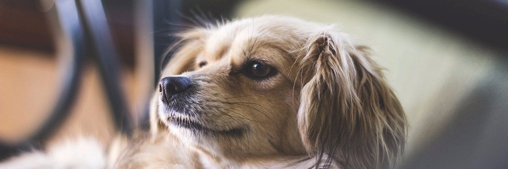 ptapsed's profile banner image