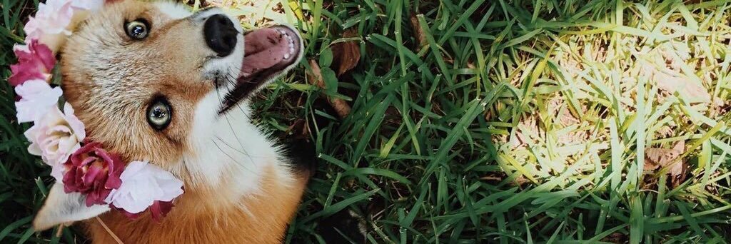 Meggy__Weggy's profile banner image