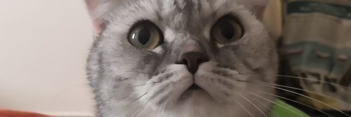 MrRiffy's profile banner image