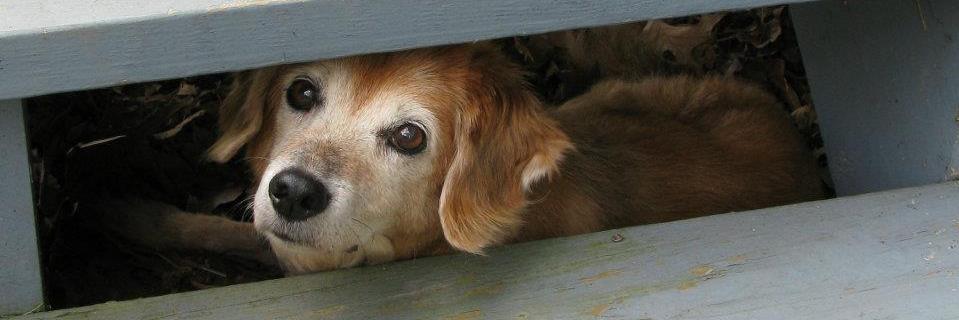 Jean Caldwell banner