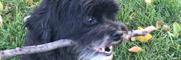 langbren's profile banner image