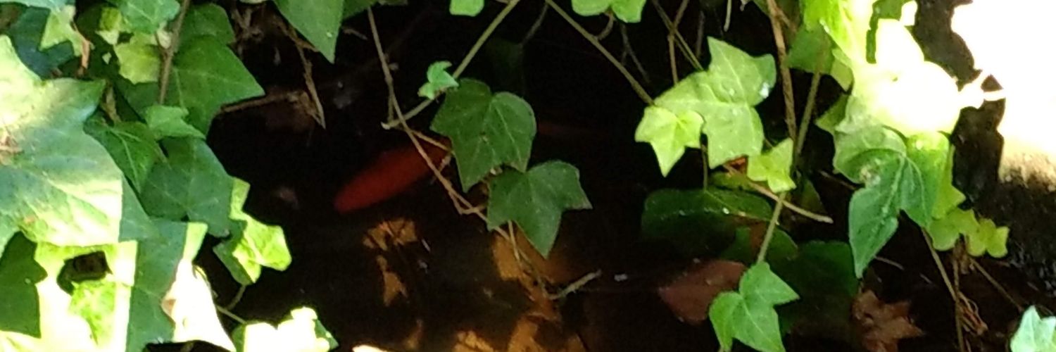 TheProjectMomma's profile banner image