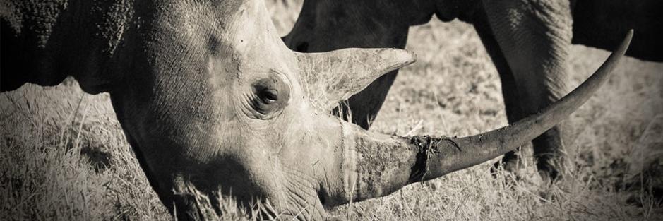 PoachingPrevention banner