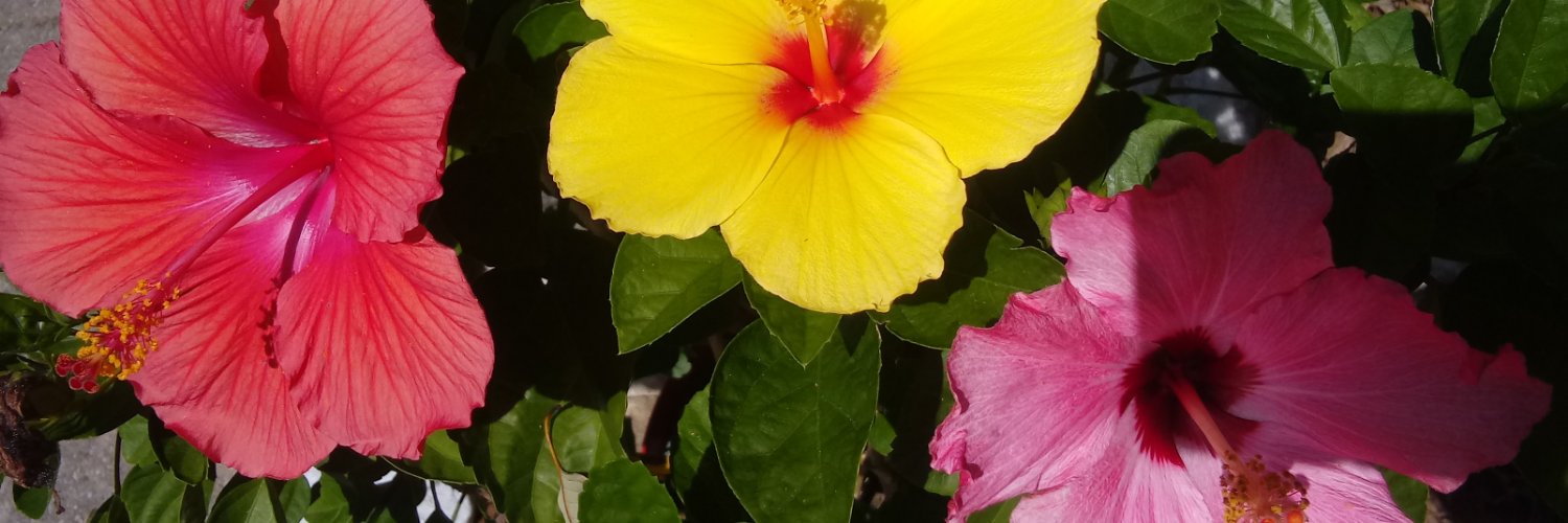 Hynsonrox126's profile banner image
