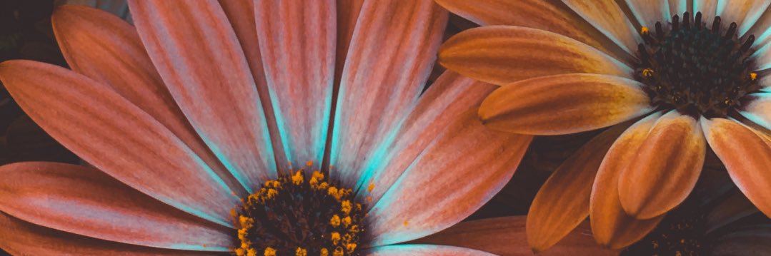 daisywintertay's profile banner image