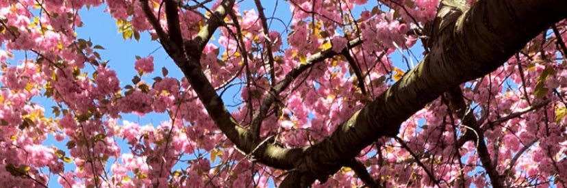 itsalyssawray's profile banner image