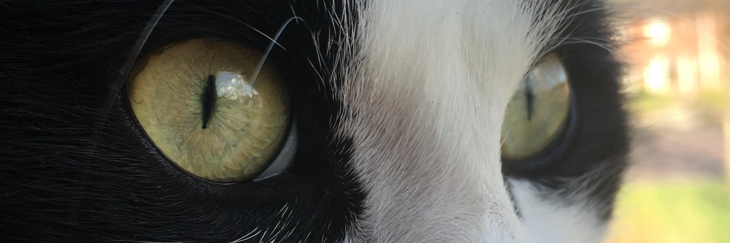 xddani_'s profile banner image