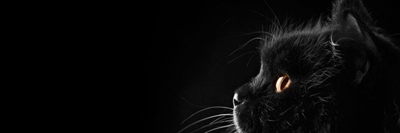 ftmkyckchn's profile banner image
