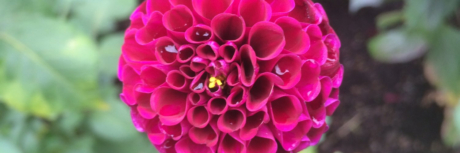 AnnaMStenquist's profile banner image