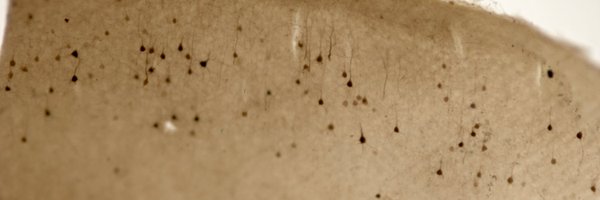 thmsngyn Profile Banner