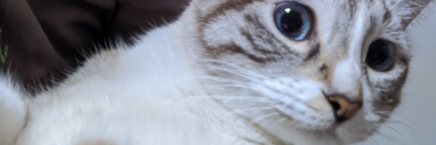 Mittens everywhere banner