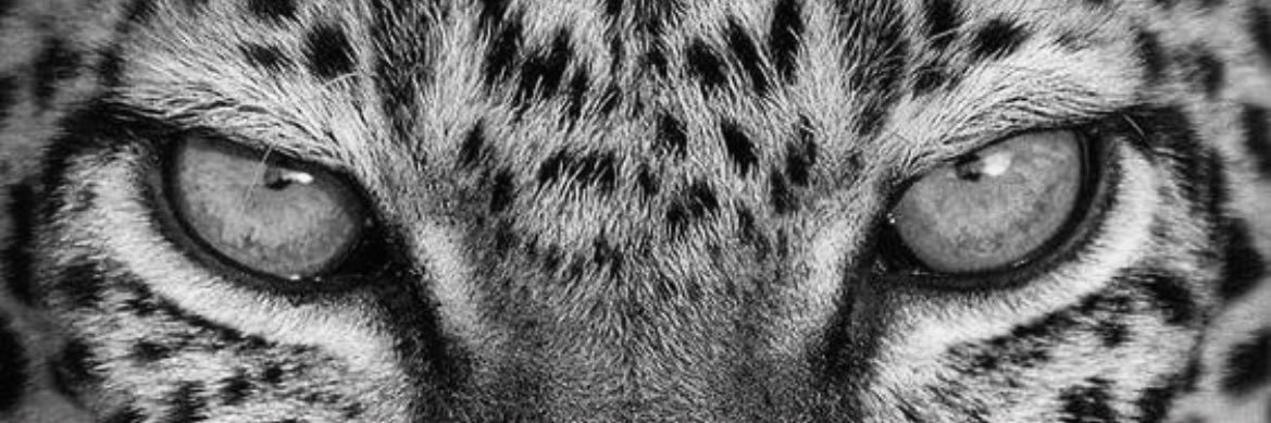 Carolmossc's profile banner image