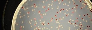 MSU Microbiology, Genetics, & Immunology's banner