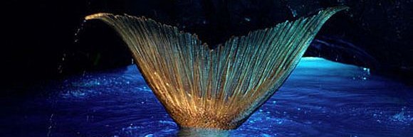 Myles 🐬 HISTORIA DE LAS BALLENAS 📖❤🐋 banner