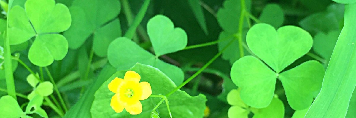 carrieinco's profile banner image