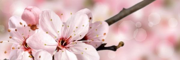brogan_smith's profile banner image