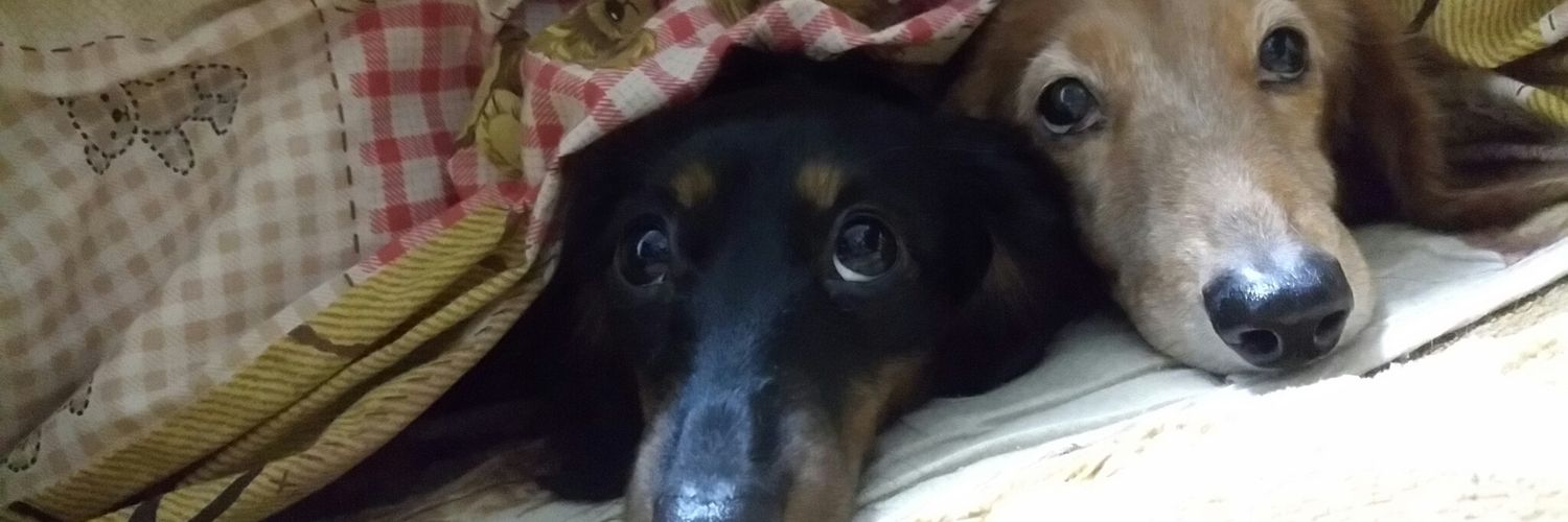 llpompom's profile banner image