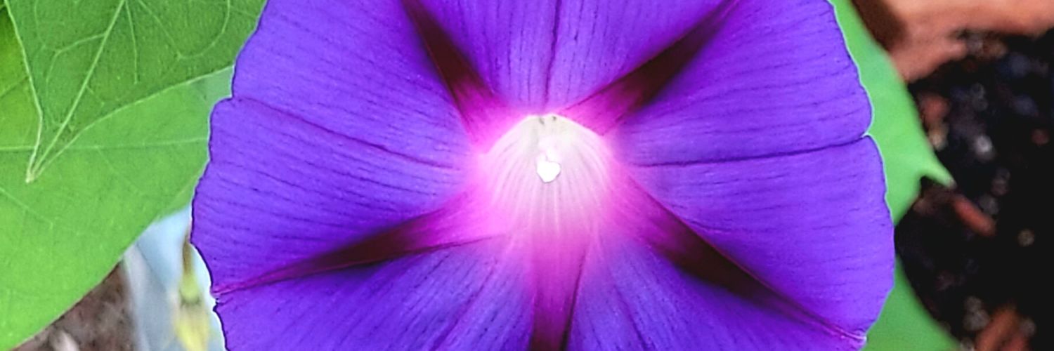 Debbie_MN's profile banner image