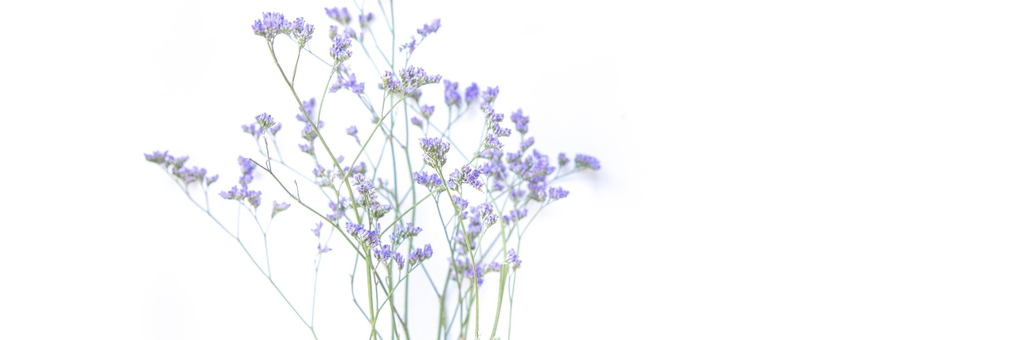 meg_bosman's profile banner image