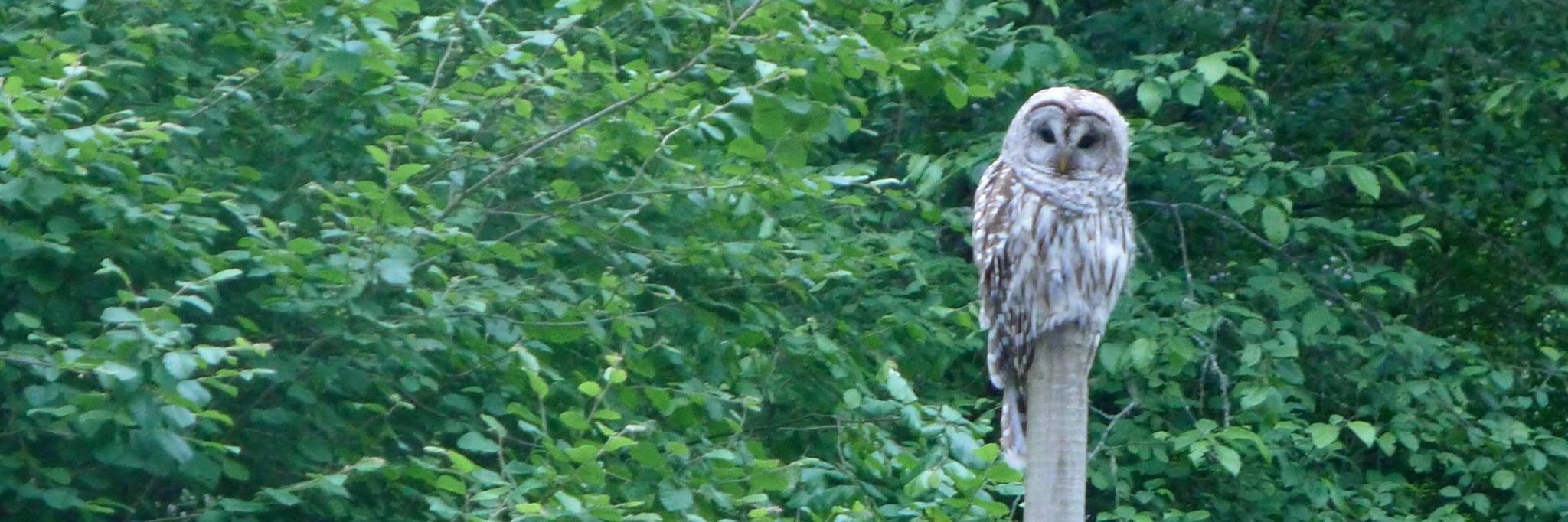 DebraHeesch's profile banner image