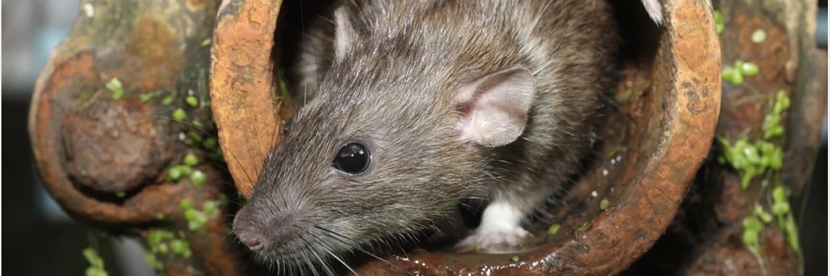 Peter (Satanic Sewer Rat) Bindley 🇺🇦 banner