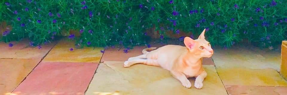 Sin.Haar.Alias banner