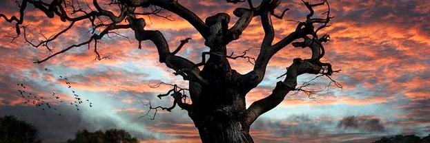 edur259's profile banner image