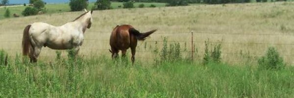 NoirBut Profile Banner