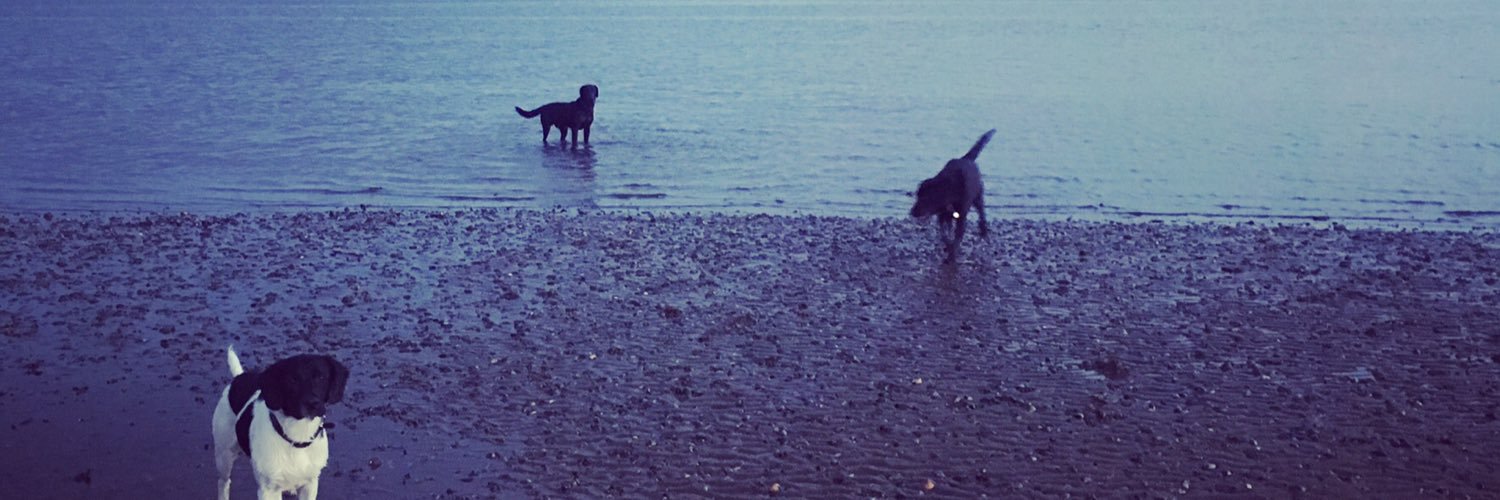 Molly Feinmann banner