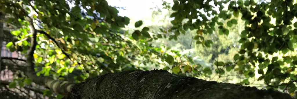 LianAdams's profile banner image