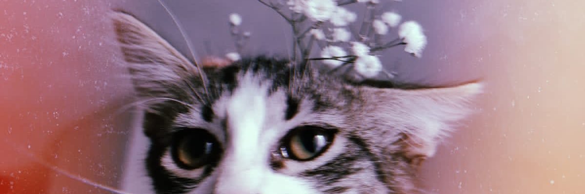 AlexaChimal's profile banner image