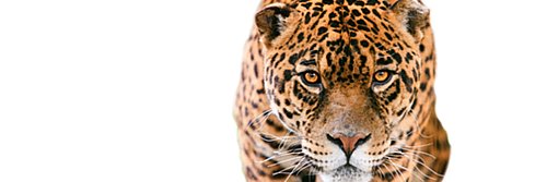 tambodr's profile banner image