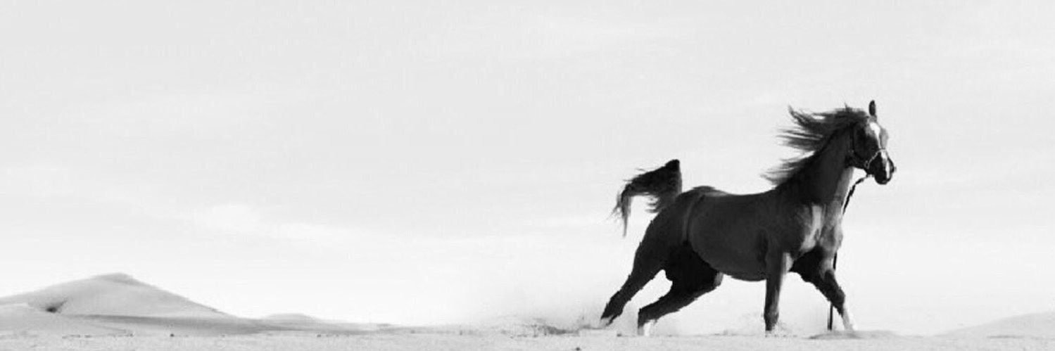 صقـر ❗️ banner