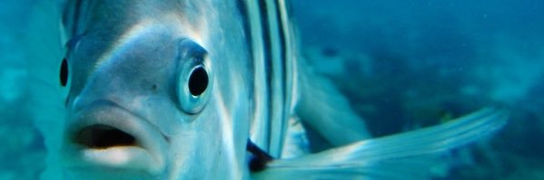 Alex4910 banner