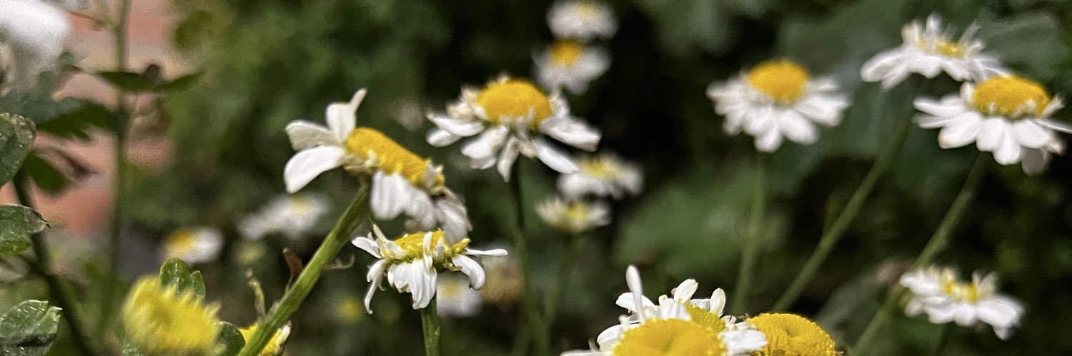 ccastilloangie's profile banner image