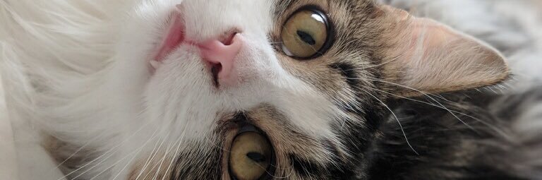 wavelengthwitch's profile banner image
