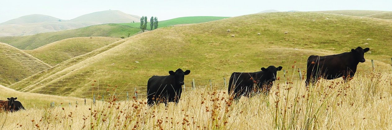 bnranch's profile banner image