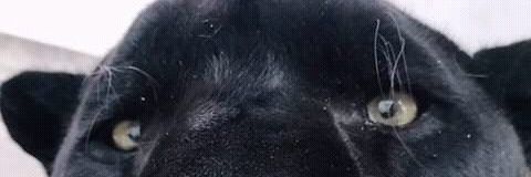 WellongtonL's profile banner image