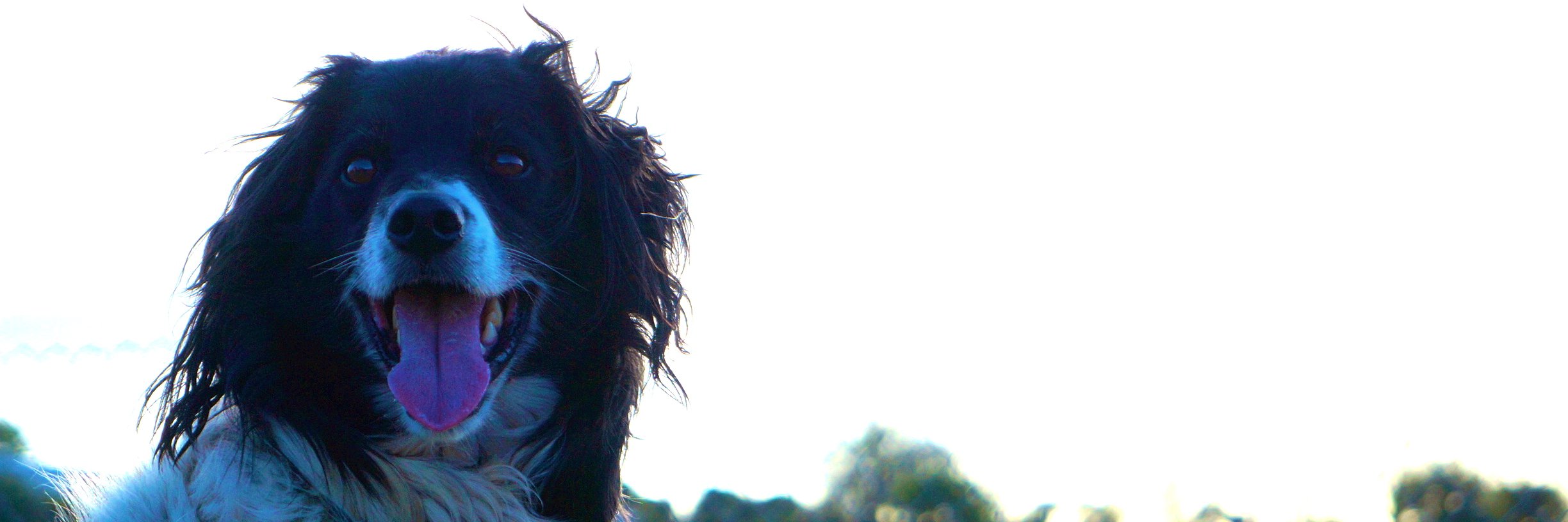 Zoe06's profile banner image