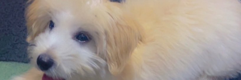 brimpsy's profile banner image