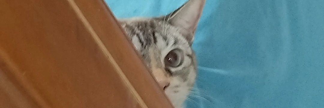 mlauraavelar's profile banner image