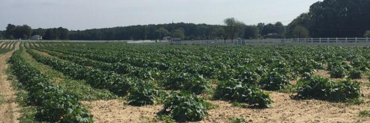 HanoverVeg's profile banner image