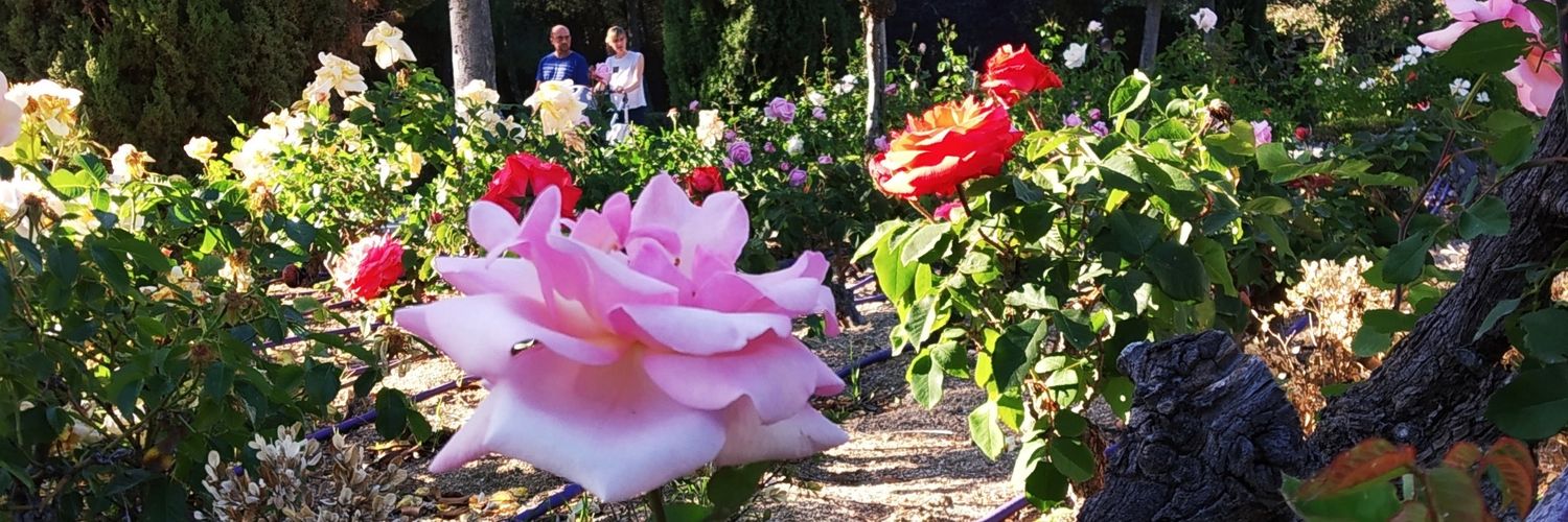 Raibeth Borges banner